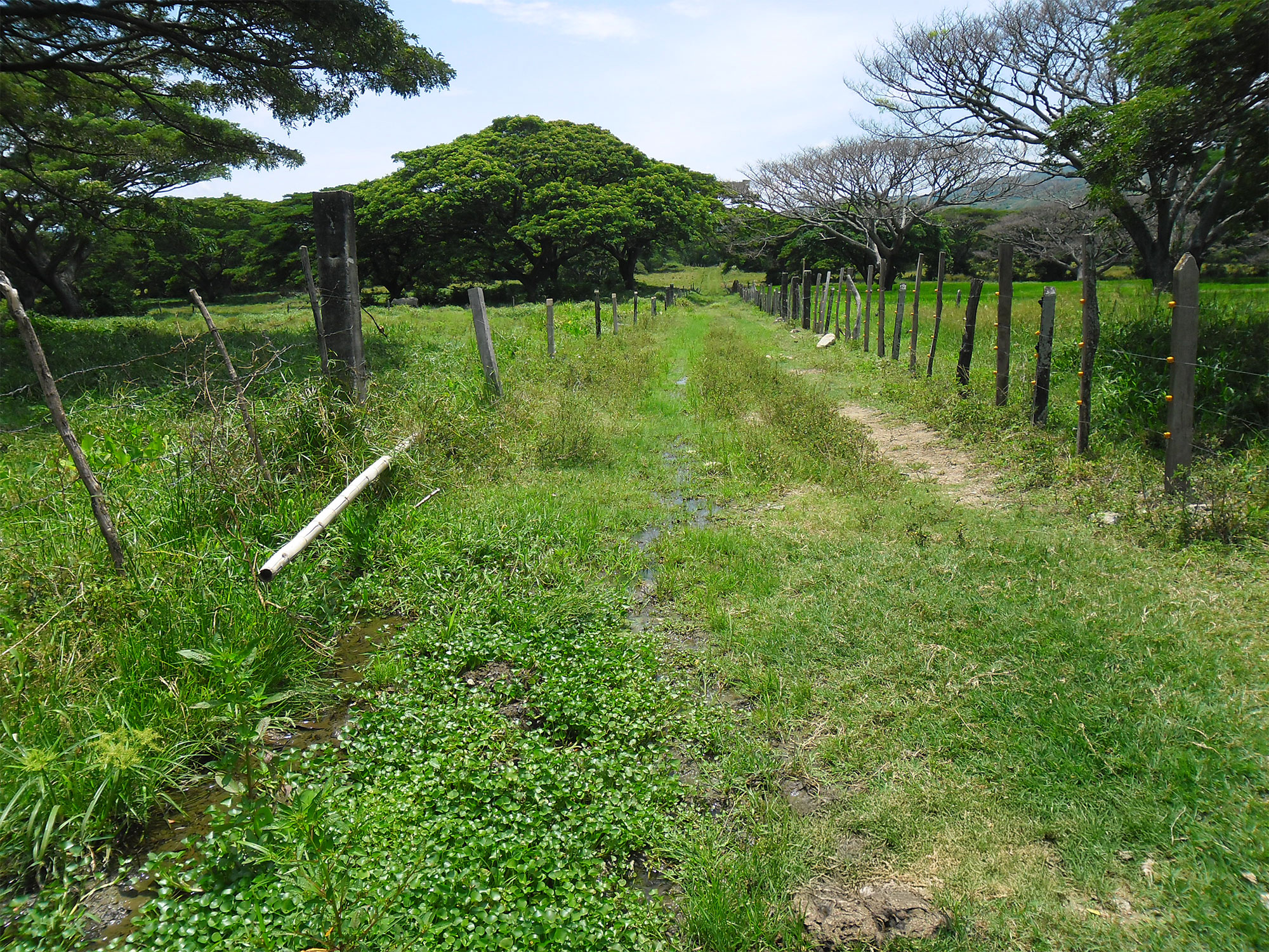 VENTA DE FINCA ARROCERA EN VENADILLO
