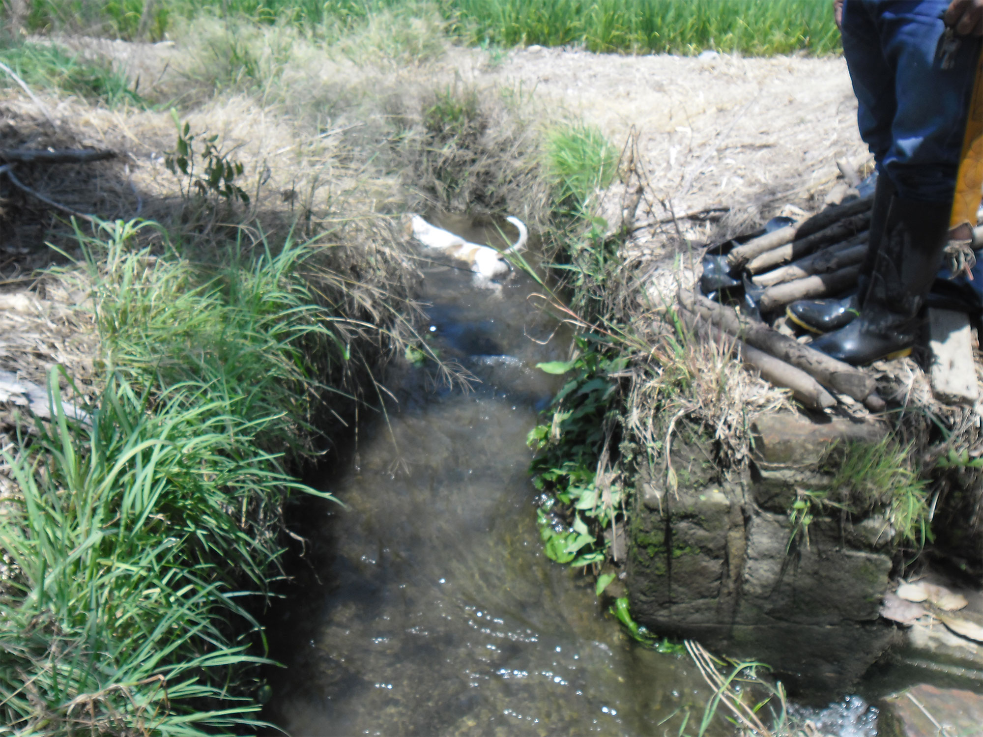 VENTA DE FINCA ARROCERA EN VENADILLO