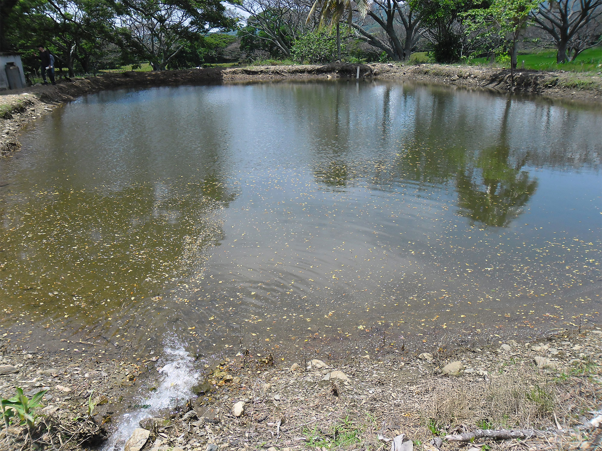 VENTA DE FINCA ARROCERA EN VENADILLO