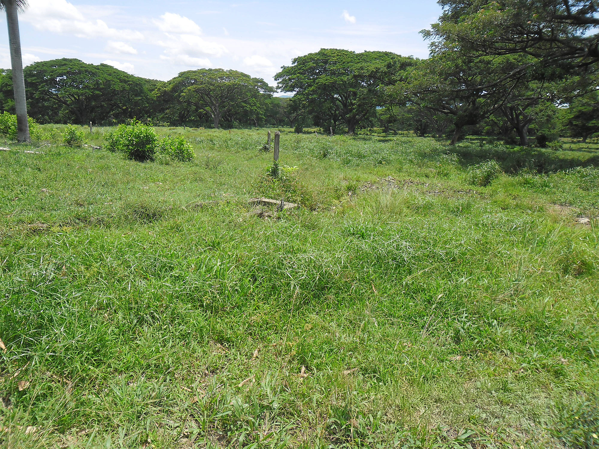 VENTA DE FINCA ARROCERA EN VENADILLO