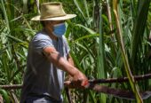 SE VENDE FINCA PANELERA EN MARIQUITA