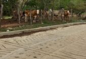 VENTA DE FINCA ARROCERA EN AMBALEMA