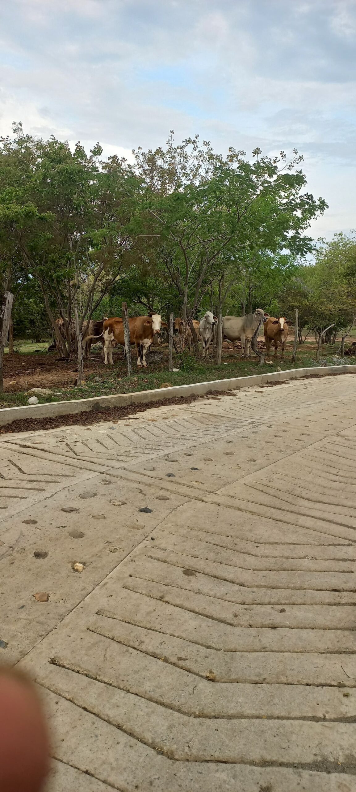 VENTA DE FINCA ARROCERA EN AMBALEMA