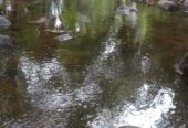 VENTA DE FINCA ARROCERA EN AMBALEMA