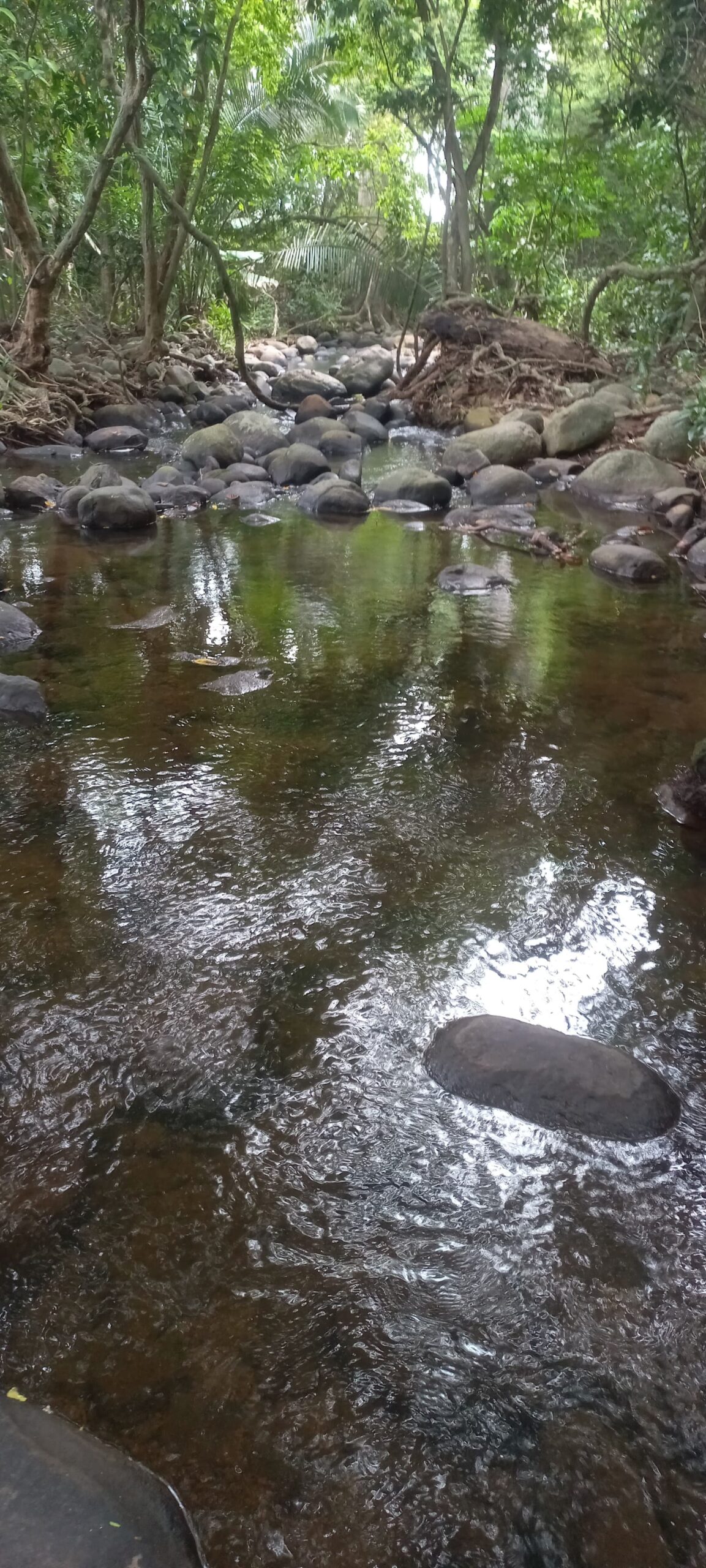 VENTA DE FINCA ARROCERA EN AMBALEMA