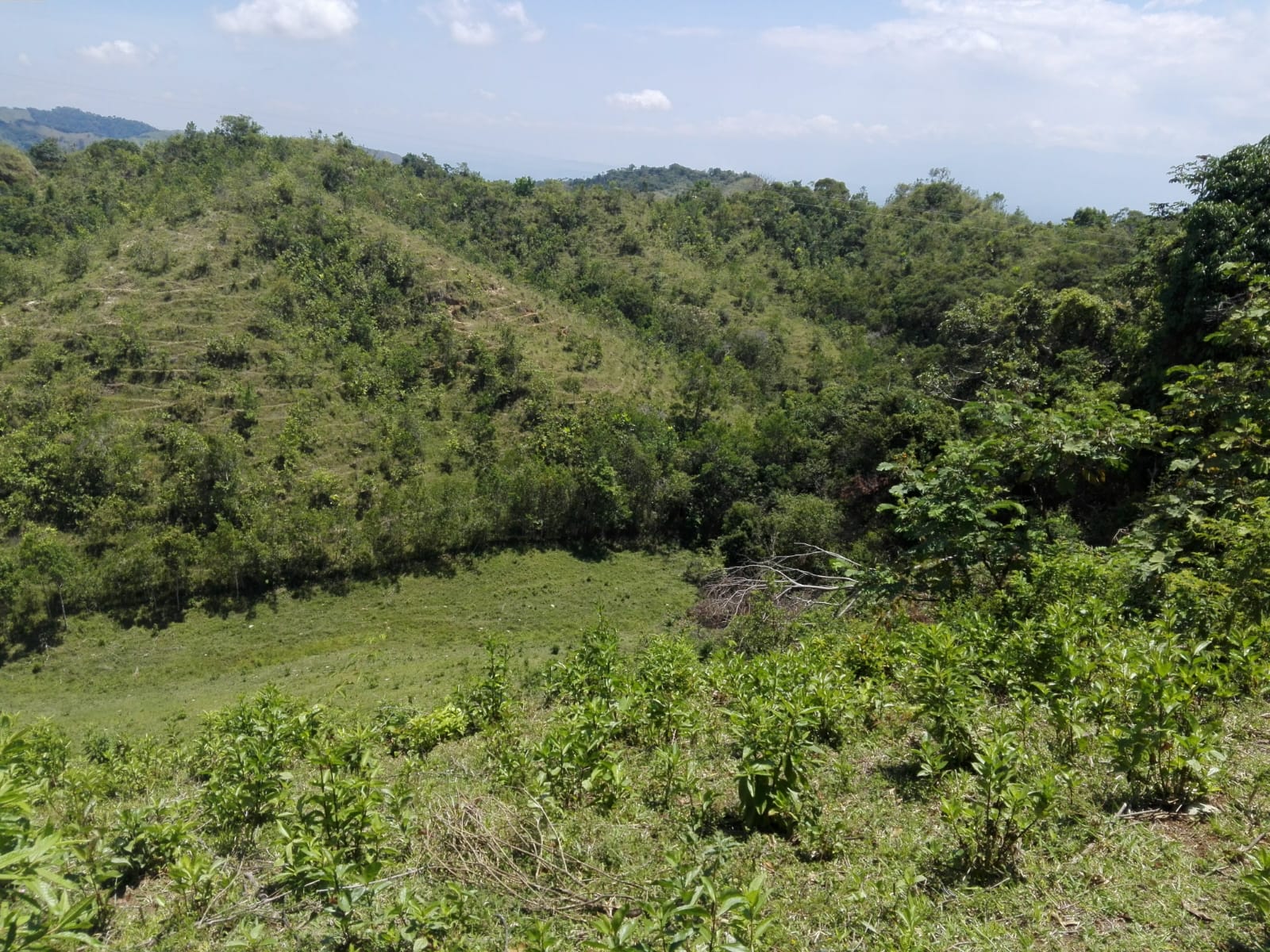 VENTA DE FINCA GANADERA EN VENADILLO
