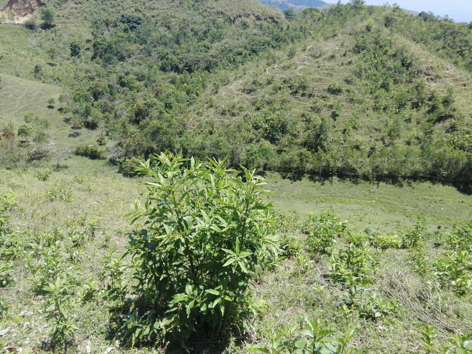 VENTA DE FINCA GANADERA EN VENADILLO