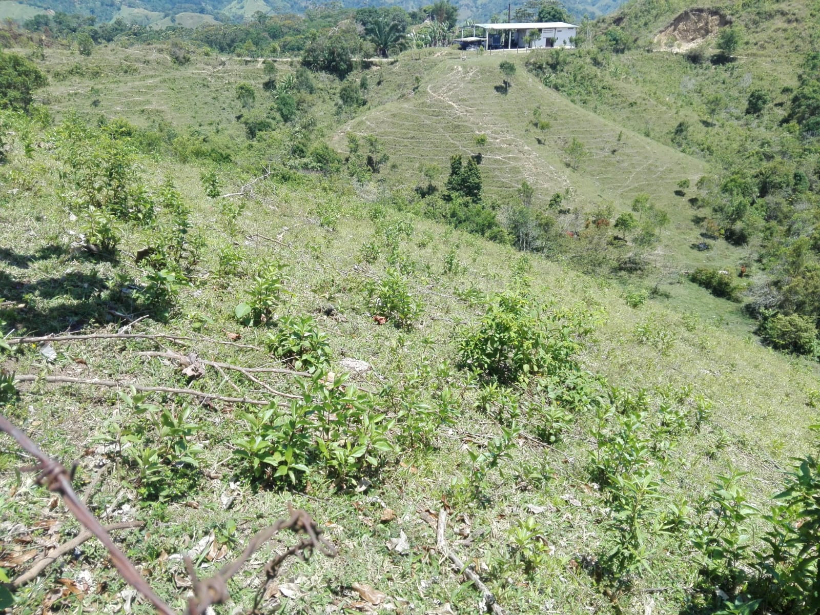 VENTA DE FINCA GANADERA EN VENADILLO