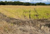 VENTA DE FINCA ARROCERA EN ARMERO