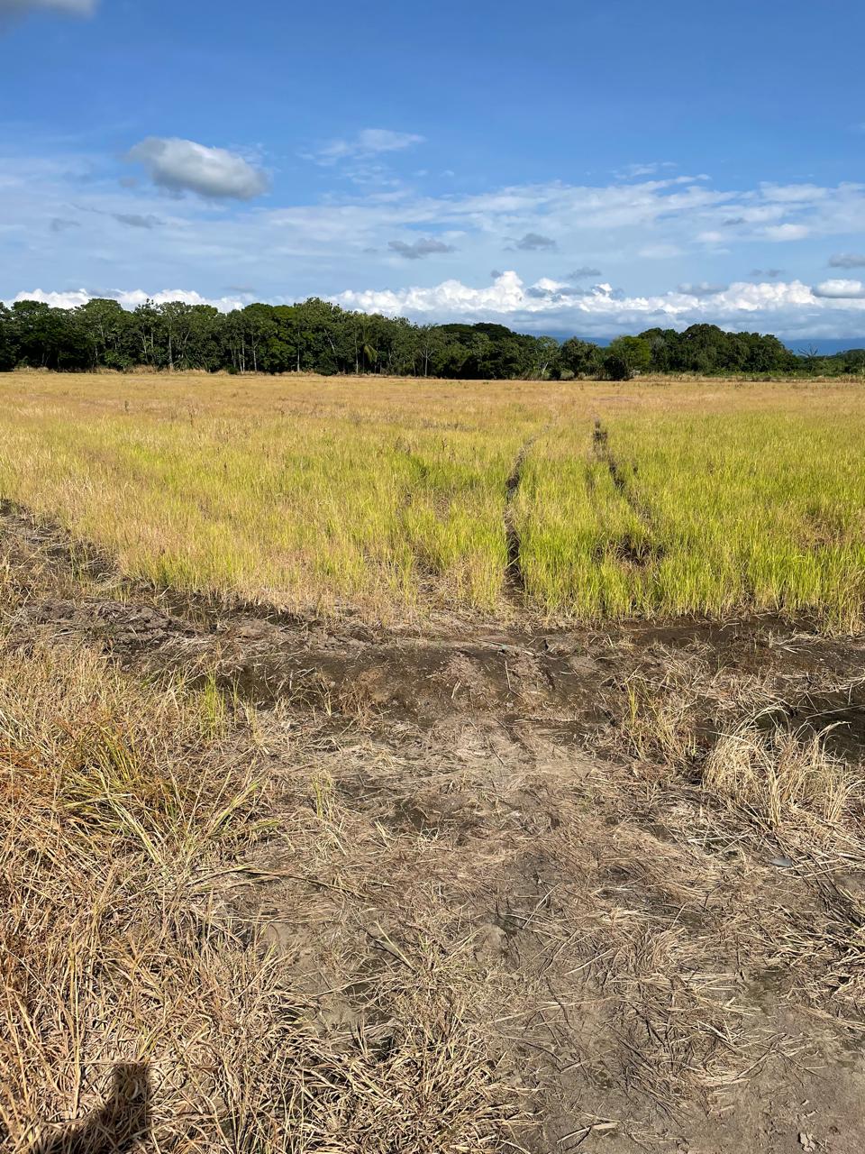 VENTA DE FINCA ARROCERA EN ARMERO