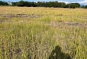 VENTA DE FINCA ARROCERA EN ARMERO