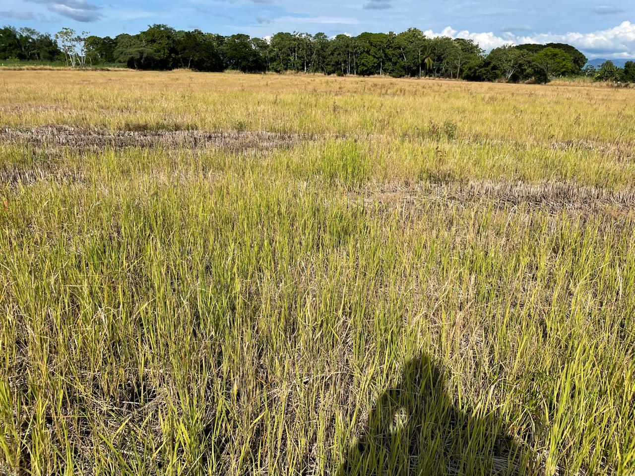 VENTA DE FINCA ARROCERA EN ARMERO