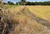 VENTA DE FINCA ARROCERA EN ARMERO