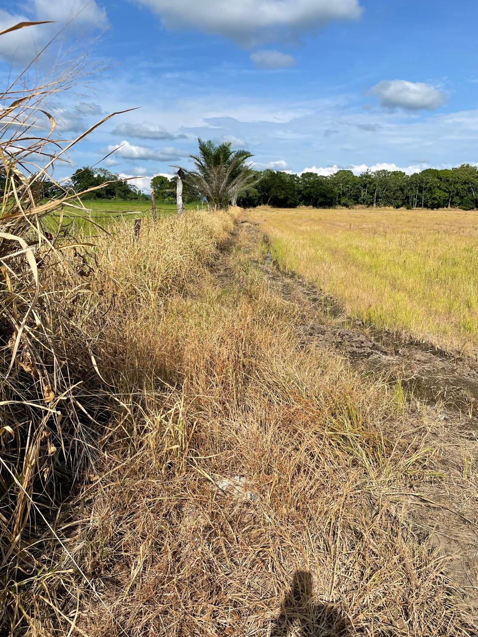 VENTA DE FINCA ARROCERA EN ARMERO