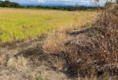 VENTA DE FINCA ARROCERA EN ARMERO