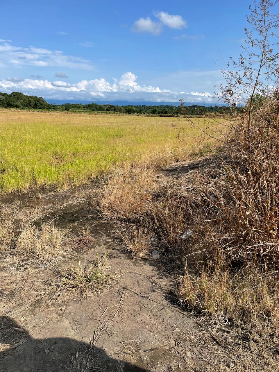 VENTA DE FINCA ARROCERA EN ARMERO