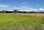 VENTA DE FINCA ARROCERA EN ARMERO