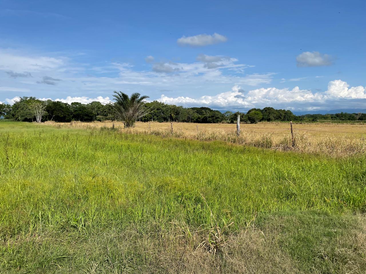VENTA DE FINCA ARROCERA EN ARMERO