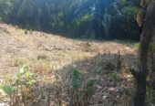 VENTA DE FINCA ARROCERA EN ARMERO