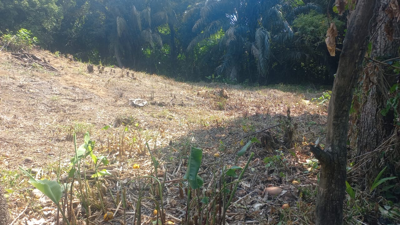 VENTA DE FINCA ARROCERA EN ARMERO