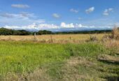 VENTA DE FINCA ARROCERA EN ARMERO