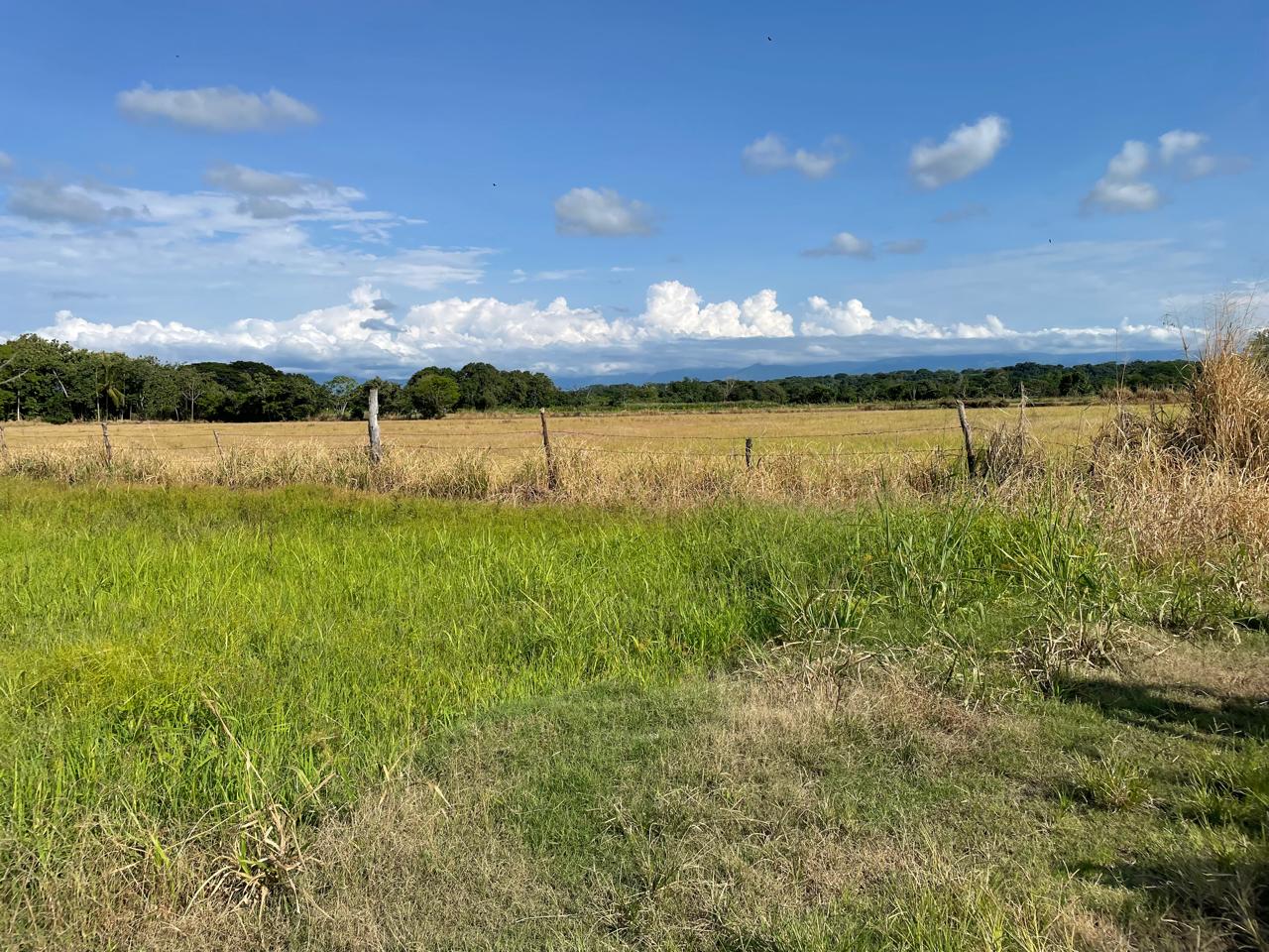 VENTA DE FINCA ARROCERA EN ARMERO