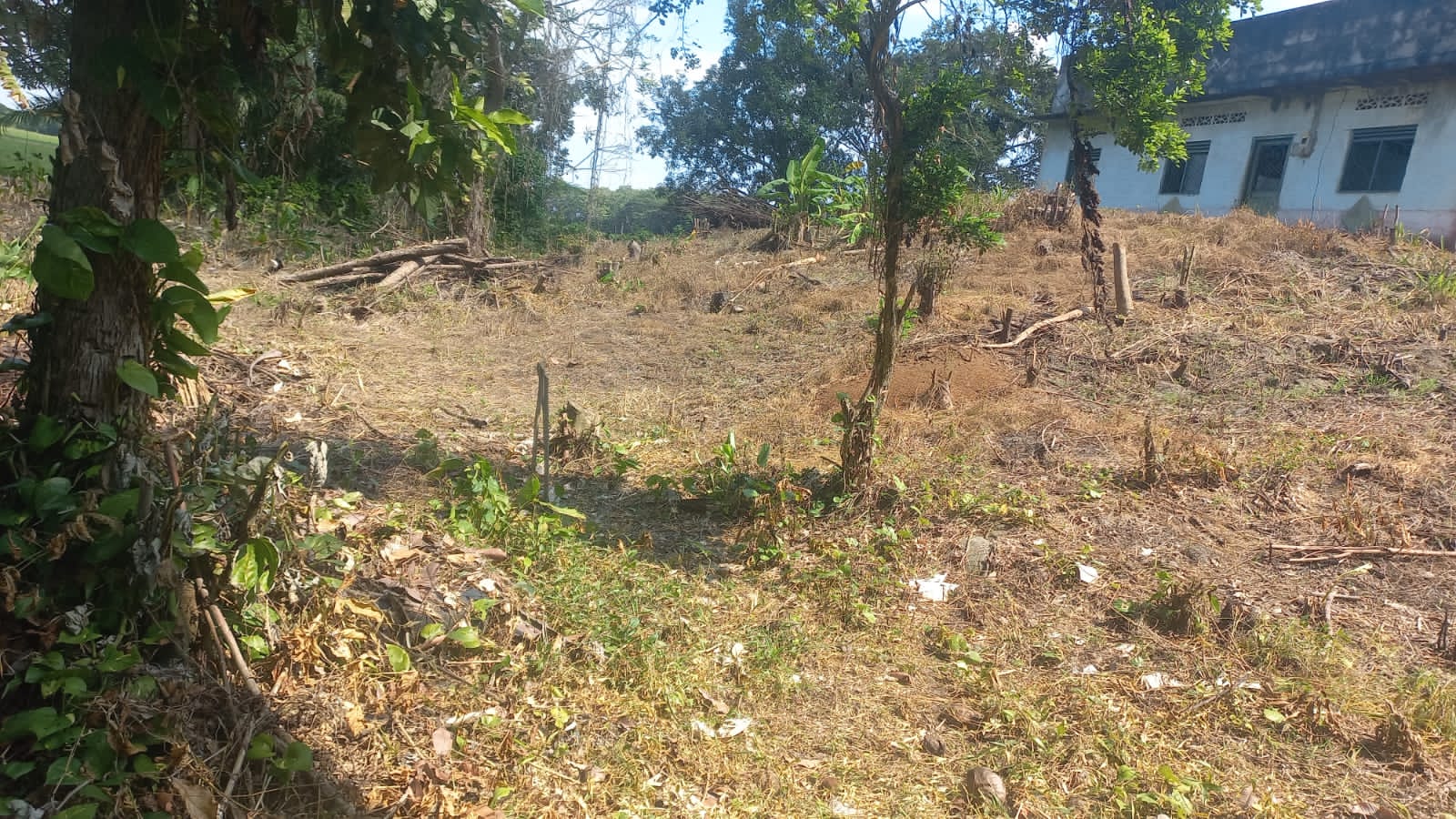 VENTA DE FINCA ARROCERA EN ARMERO