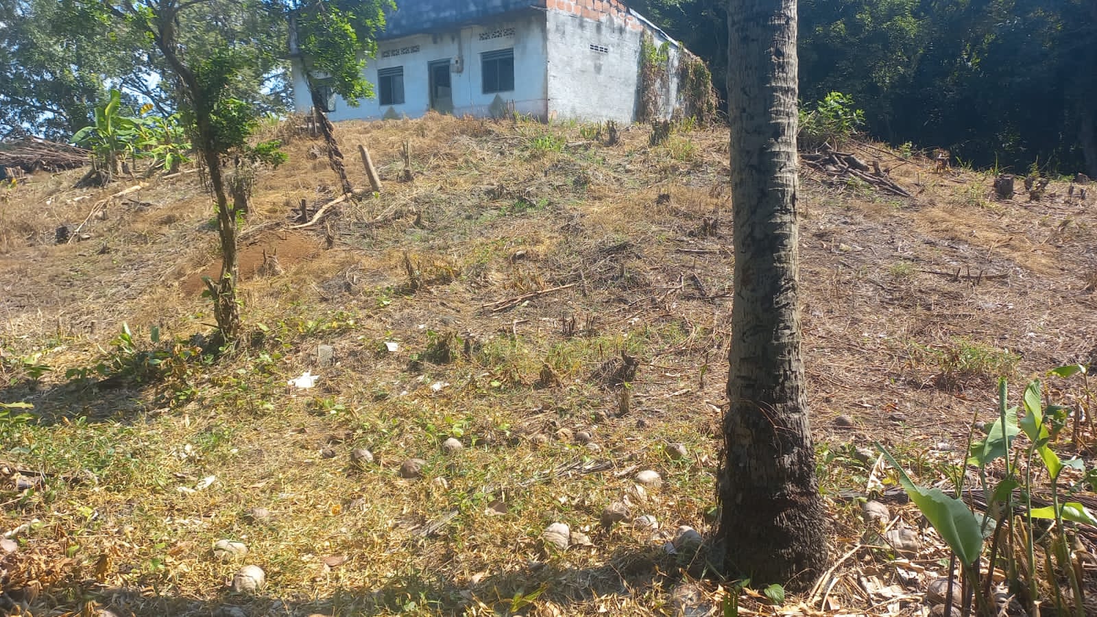 VENTA DE FINCA ARROCERA EN ARMERO