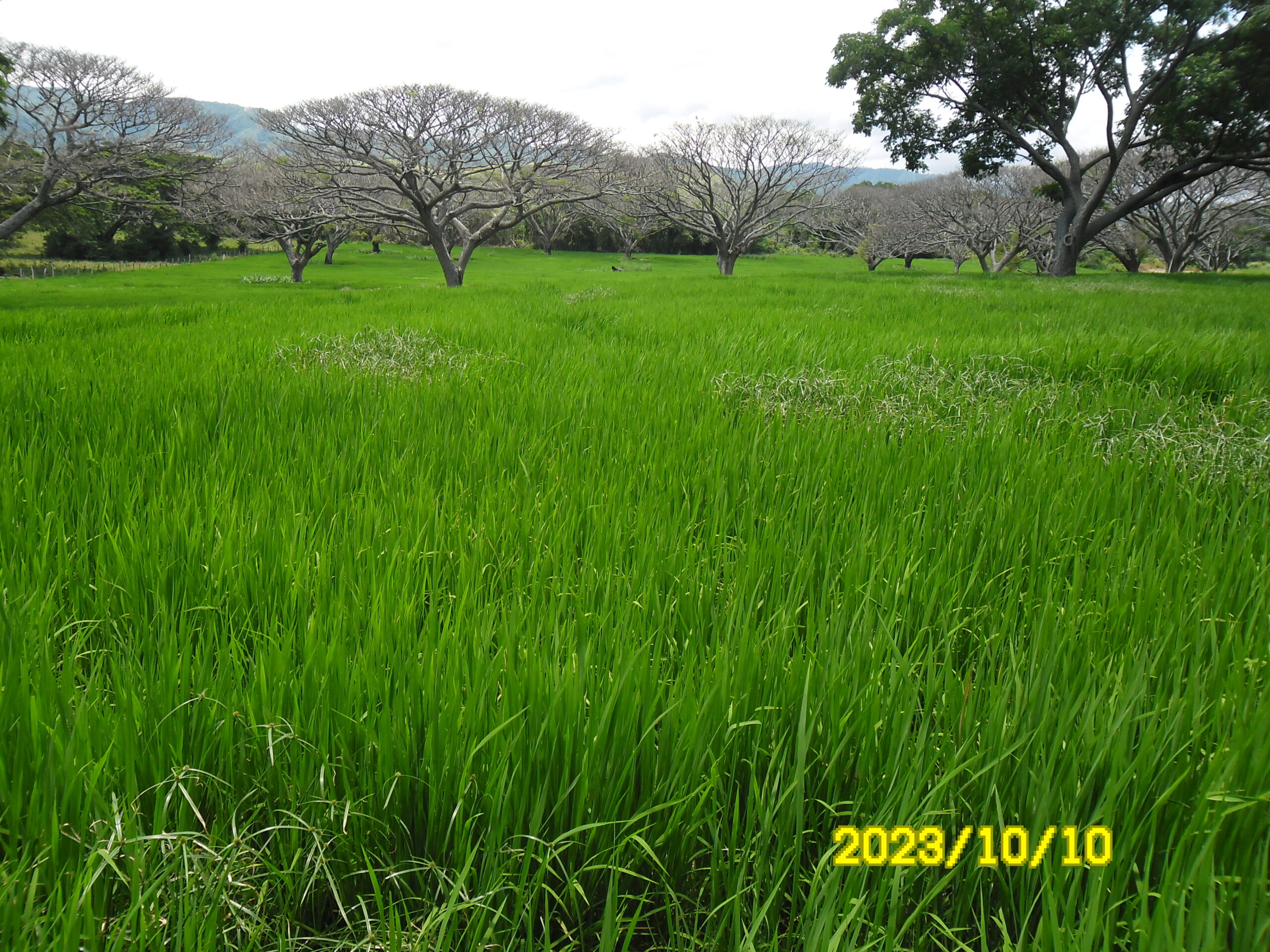 VENTA DE FINCA ARROCERA EN VENADILLO