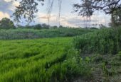 SE VENDE FINCA PARA GRANJA INTEGRAL EN VENADILLO