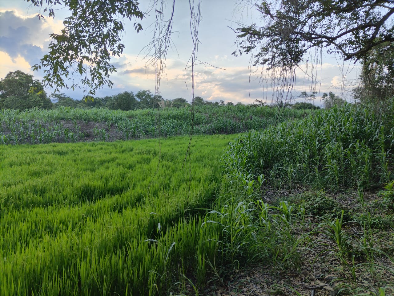SE VENDE FINCA PARA GRANJA INTEGRAL EN VENADILLO