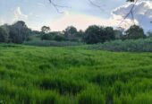 SE VENDE FINCA PARA GRANJA INTEGRAL EN VENADILLO