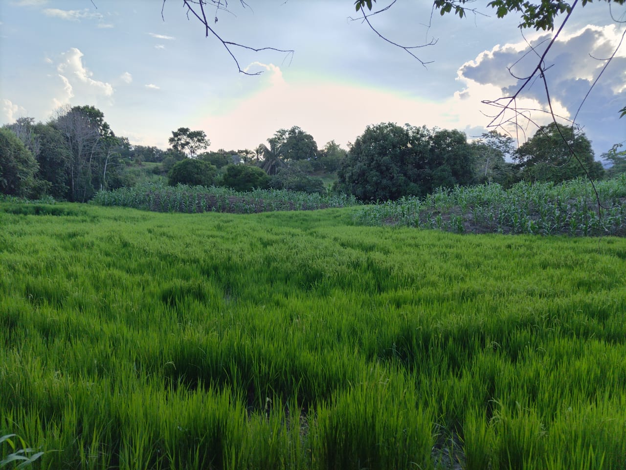 SE VENDE FINCA PARA GRANJA INTEGRAL EN VENADILLO