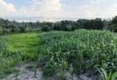 SE VENDE FINCA PARA GRANJA INTEGRAL EN VENADILLO