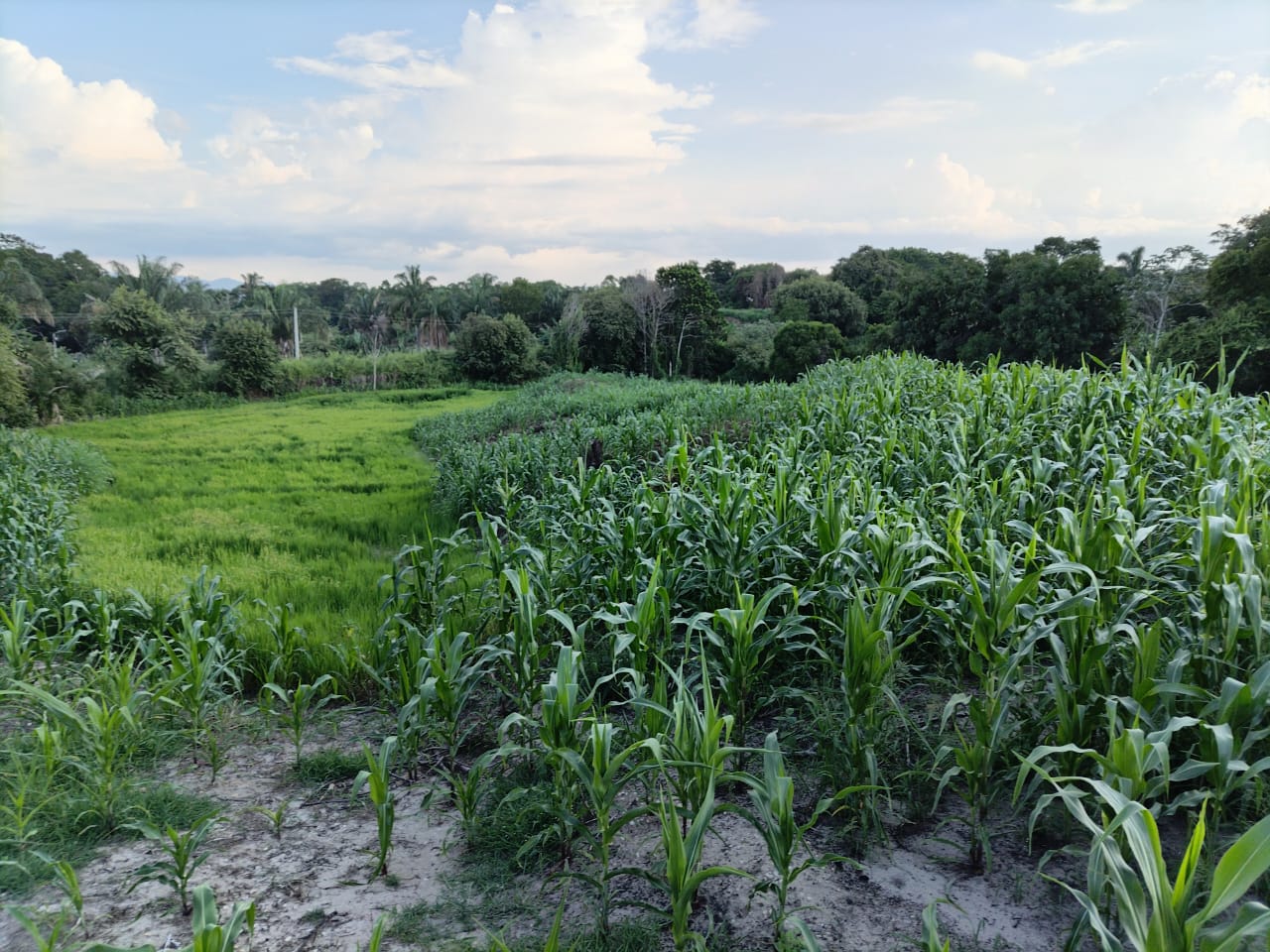 SE VENDE FINCA PARA GRANJA INTEGRAL EN VENADILLO