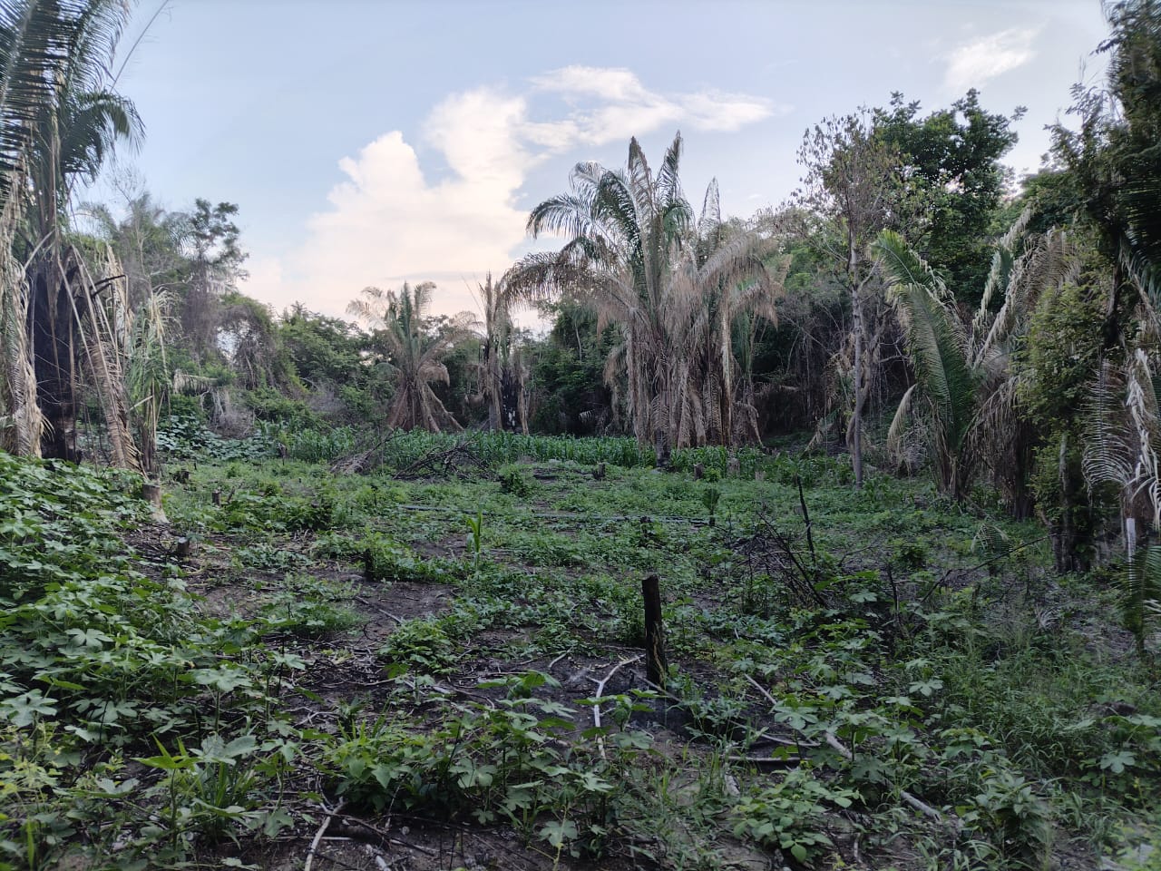 SE VENDE FINCA PARA GRANJA INTEGRAL EN VENADILLO