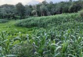 SE VENDE FINCA PARA GRANJA INTEGRAL EN VENADILLO