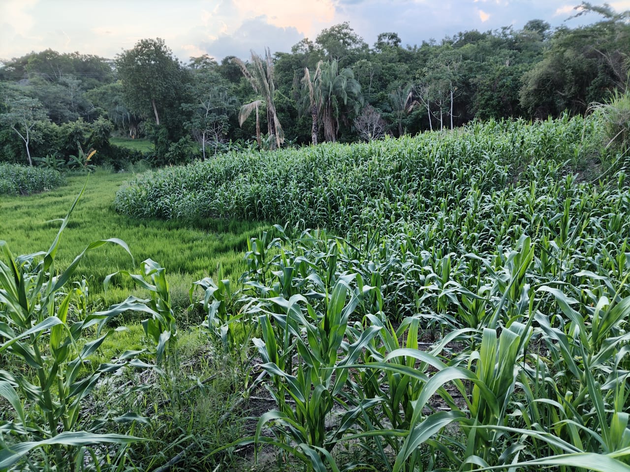 SE VENDE FINCA PARA GRANJA INTEGRAL EN VENADILLO