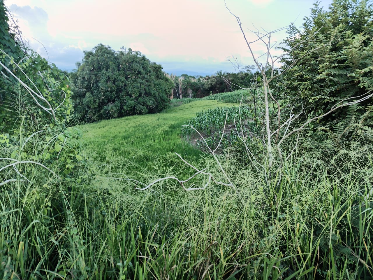 SE VENDE FINCA PARA GRANJA INTEGRAL EN VENADILLO