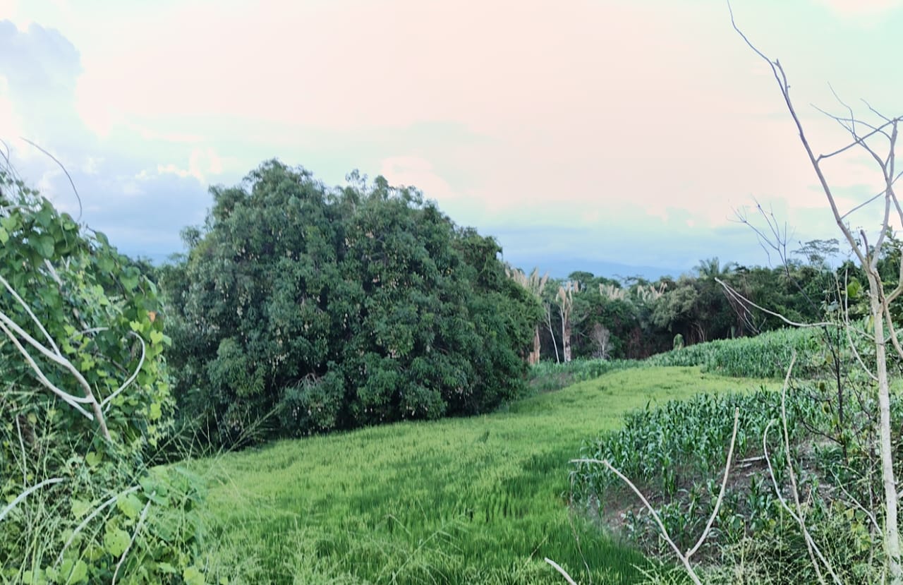 SE VENDE FINCA PARA GRANJA INTEGRAL EN VENADILLO