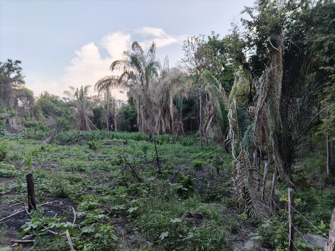 SE VENDE FINCA PARA GRANJA INTEGRAL EN VENADILLO