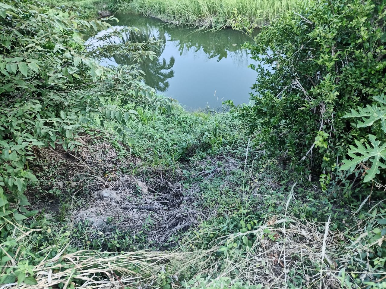 SE VENDE FINCA PARA GRANJA INTEGRAL EN VENADILLO