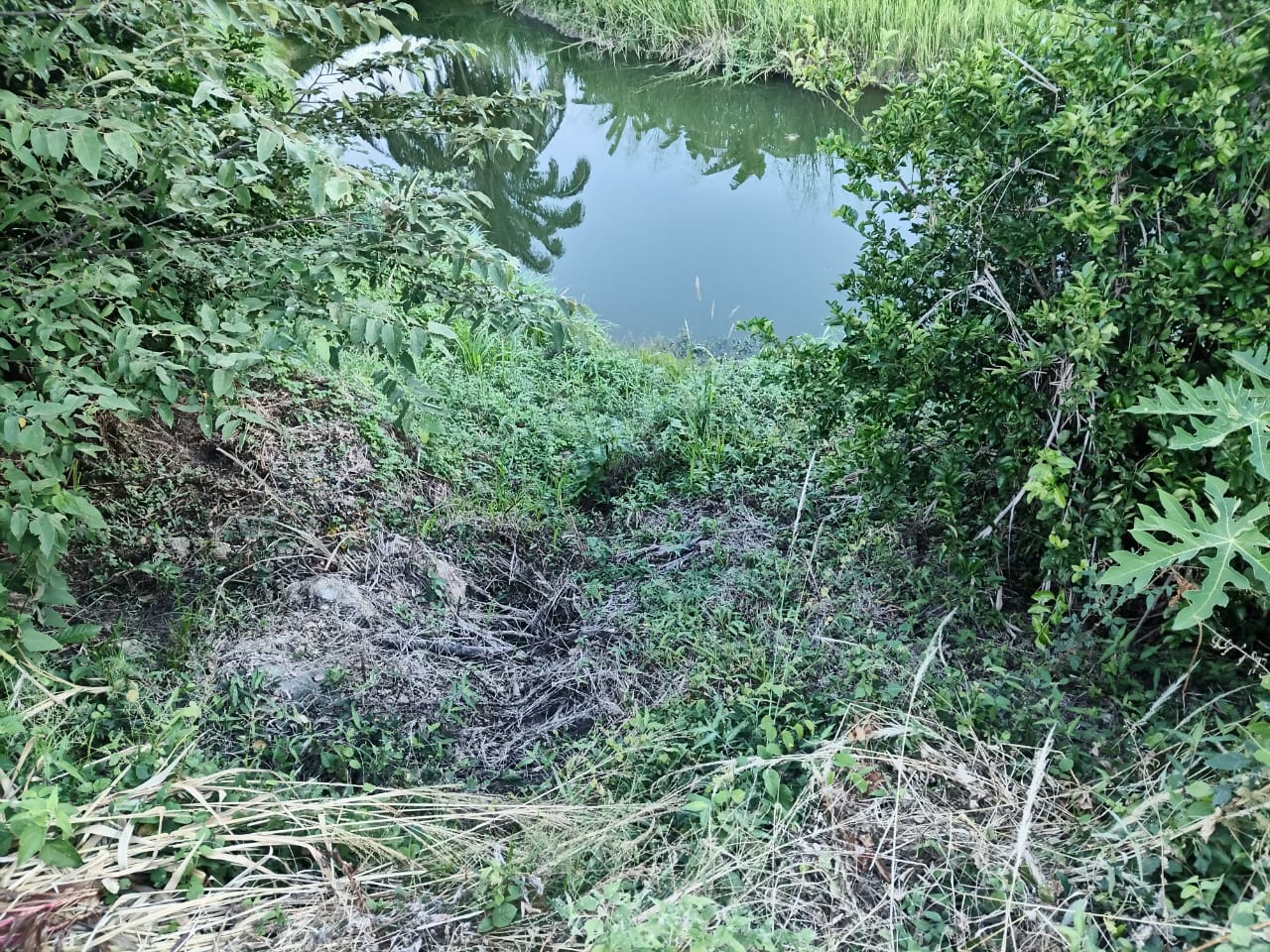SE VENDE FINCA PARA GRANJA INTEGRAL EN VENADILLO