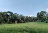 SE VENDE FINCA PARA GRANJA INTEGRAL EN VENADILLO