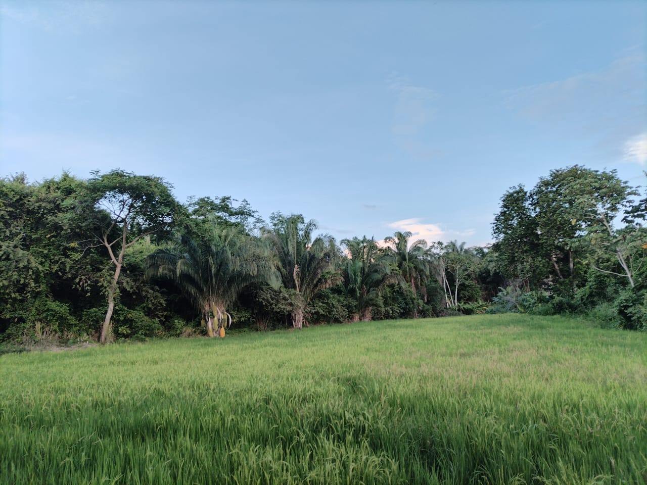 SE VENDE FINCA PARA GRANJA INTEGRAL EN VENADILLO