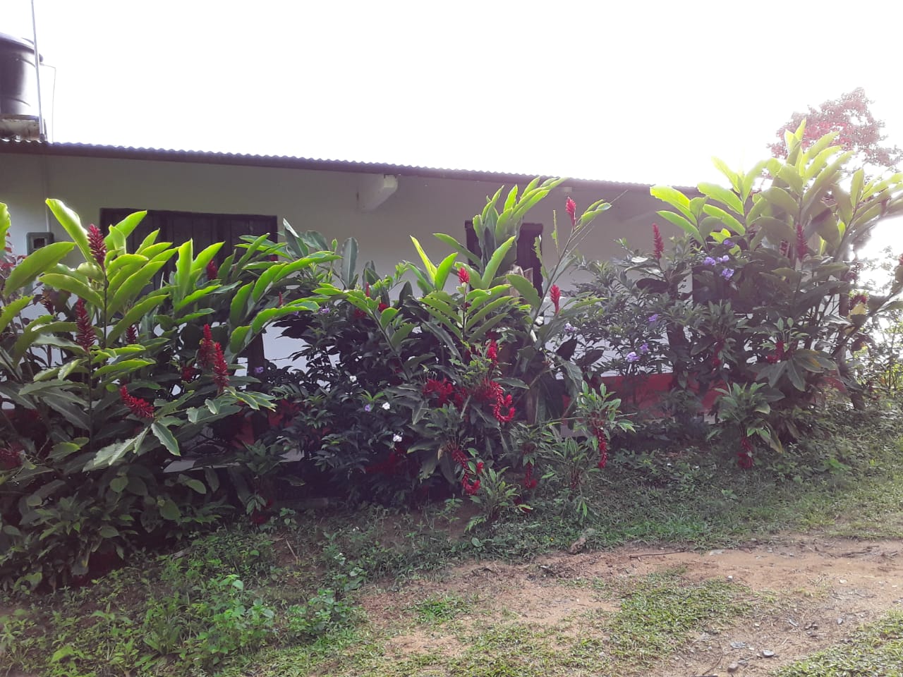 VENTA DE FINCA EN ZONA CAFETERA EN VENADILLO