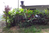 VENTA DE FINCA EN ZONA CAFETERA EN VENADILLO