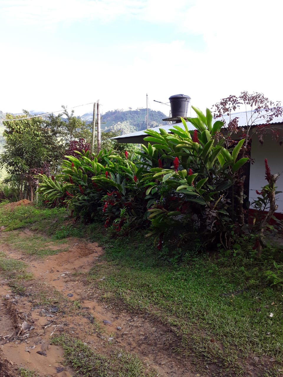 VENTA DE FINCA EN ZONA CAFETERA EN VENADILLO