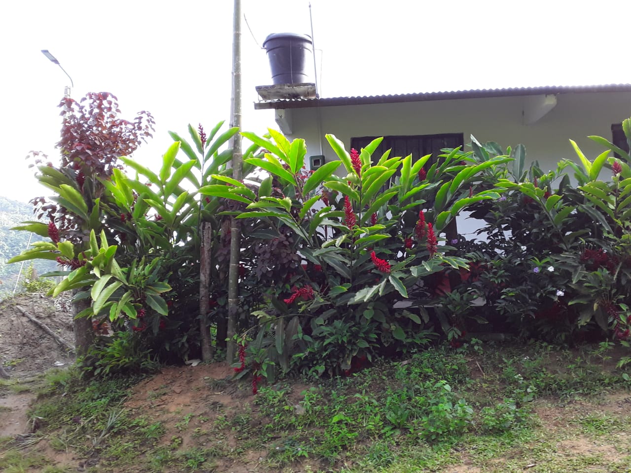 VENTA DE FINCA EN ZONA CAFETERA EN VENADILLO