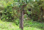 VENTA DE FINCA EN ZONA CAFETERA EN VENADILLO